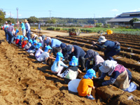 久保田保育所の園児達がさつまいも掘りをしている様子の写真