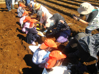 クニナ袖ケ浦保育園の園児達がさつまいも掘りをしている様子の写真