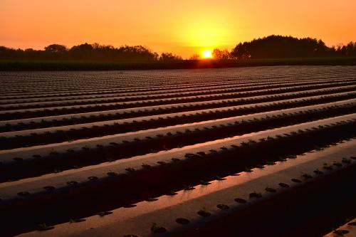 根形大地は野菜の宝庫