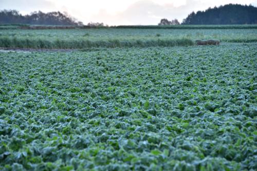 根形大地は野菜の宝庫