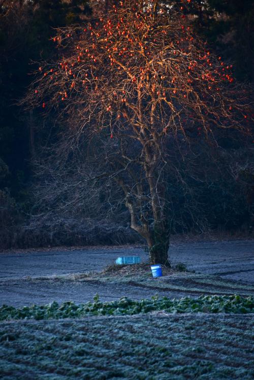 根形大地は野菜の宝庫