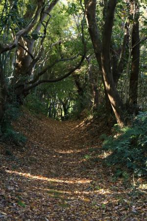 初冬の『かまくら街道』を行く