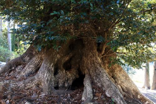 『延命寺』の境内で目に留まったもの