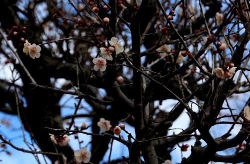 「紅梅」咲く袖ケ浦公園