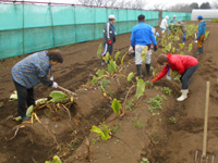 第11回、受講生が里芋の収穫をしている様子の写真
