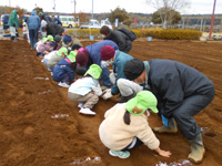 吉野田保育所の園児達が種芋を植えている様子の写真