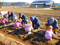 大空保育園の園児達が管理組合員と種芋を植えている様子の写真