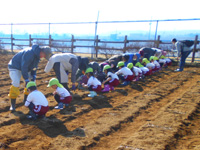 長浦保育園の園児達が種芋を植えている様子の写真