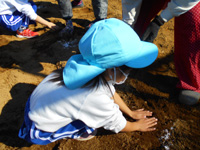 中川幼稚園の園児が種芋を植えている様子の写真