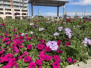 袖ケ浦駅前の花の画像