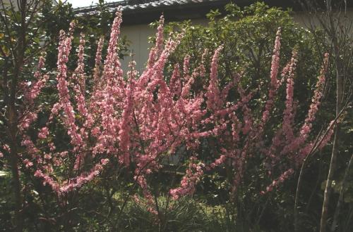 珍しい花木と出逢う