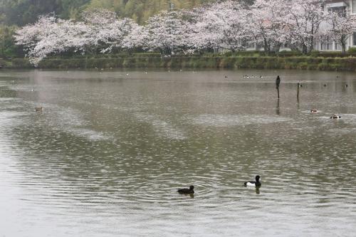 「袖ケ浦公園」雨情