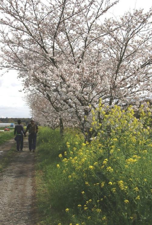 桜と菜の花のコラボレーション