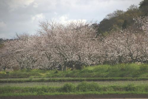 桜と菜の花のコラボレーション