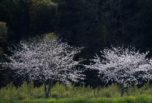 桜と菜の花のコラボレーション