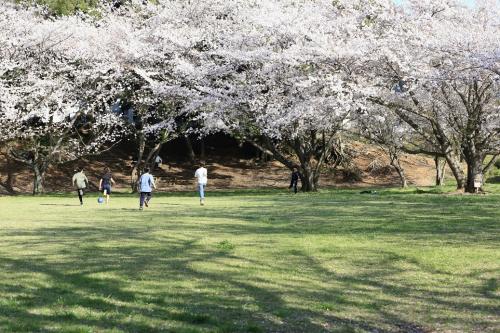 桜咲く公園風景