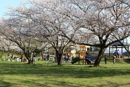 桜咲く公園風景