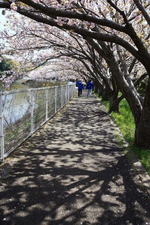 晴天の下、春を楽しむ