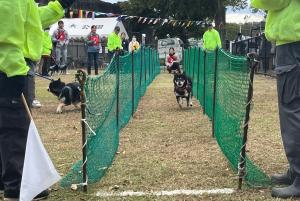 ワンワンフェスタのドッグレースの写真