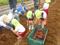 長浦保育園の園児達がさつまいもをかごに入れている様子の写真