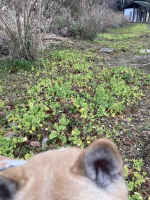 袖ケ浦公園