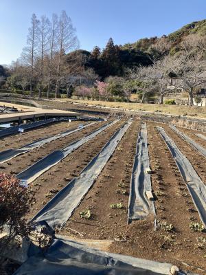 袖ケ浦公園のお散歩