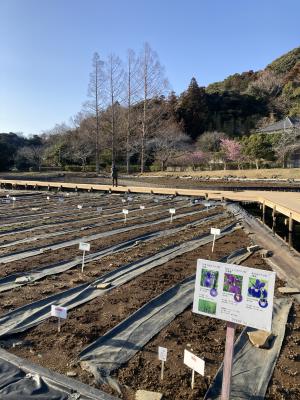 袖ケ浦公園のお散歩
