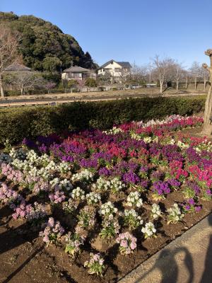 袖ケ浦公園のお散歩