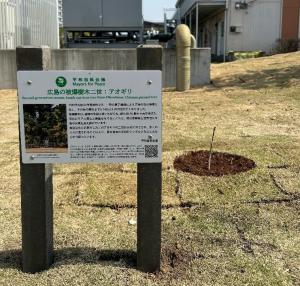 アオギリ植樹後