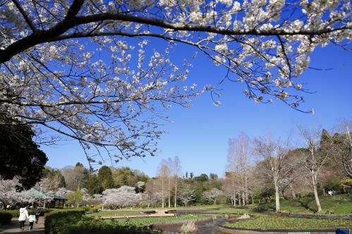 袖ケ浦公園の桜