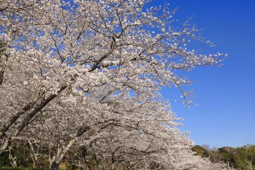 袖ケ浦公園の桜