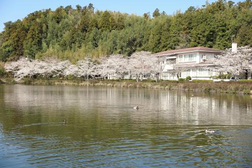 袖ケ浦公園の桜