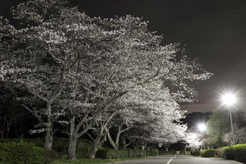 袖ケ浦公園の桜