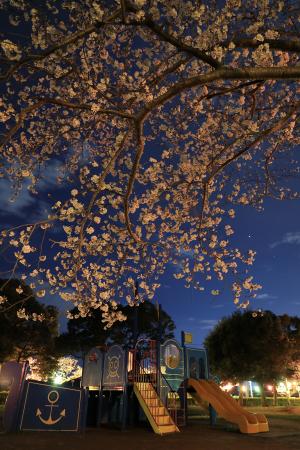 袖ケ浦公園の桜