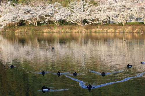 春日和の公園をぶらり