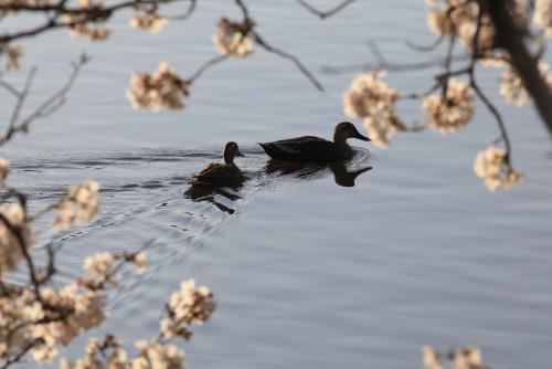 春日和の公園をぶらり