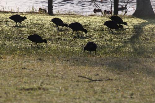 春日和の公園をぶらり