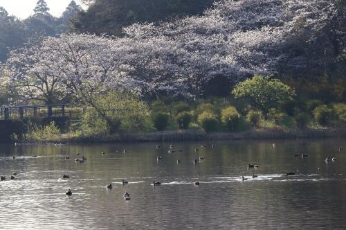春日和の公園をぶらり