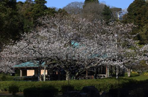 春日和の公園をぶらり
