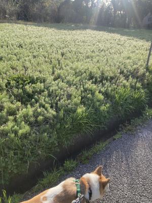 朝のおさんぽ