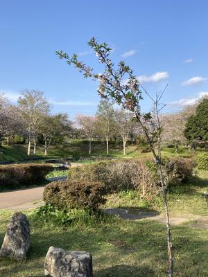 袖ケ浦公園のおさんぽ