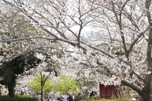 袖ケ浦公園まつりの写真