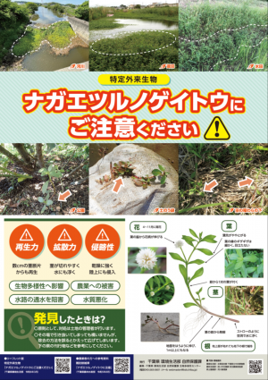 ナガエツルノゲイトウ