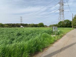 除草前(2)