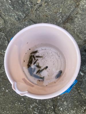 袖ケ浦公園のおさんぽ