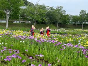 花摘み娘による花ガラ摘みの様子