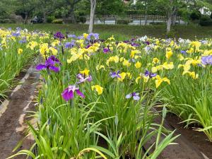 当日の花菖蒲の様子