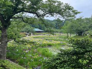 当日の菖蒲園の様子
