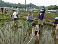 中耕除草機で田の草取り