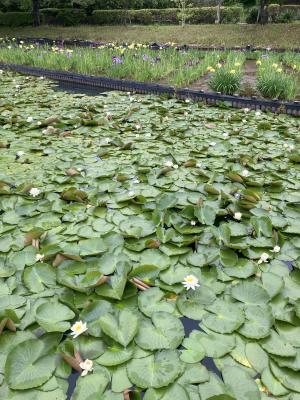 袖ケ浦公園のおさんぽ